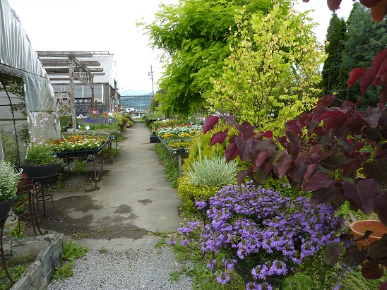 おぎはら植物園 園芸店だけど植物園 信州のガーデン 長野 上田市 Skog Blog