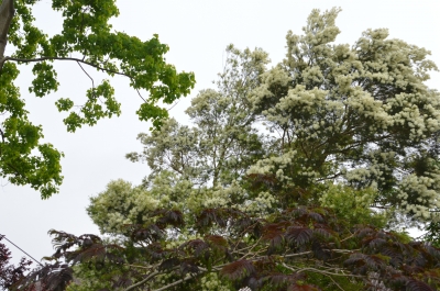 仕掛けのある庭 安らぎを感じる庭 ブルーガーデン訪問記 熊本 Skog Blog