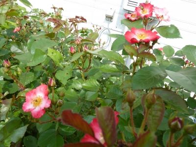 2011年6月薔薇の庭 042.JPG