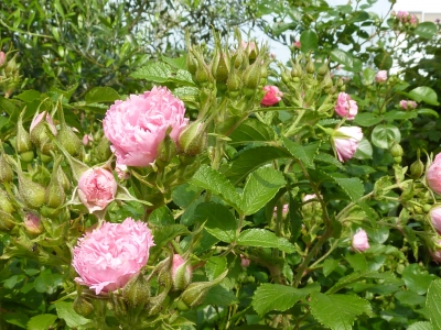 2011年6月薔薇の庭 044.JPG
