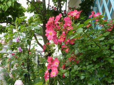 2011年6月薔薇の庭 031.JPG