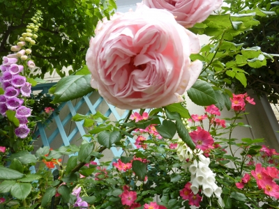 2011年6月薔薇の庭 003.JPG