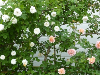 2011年6月薔薇の庭 038.JPG
