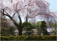 春・桜風景